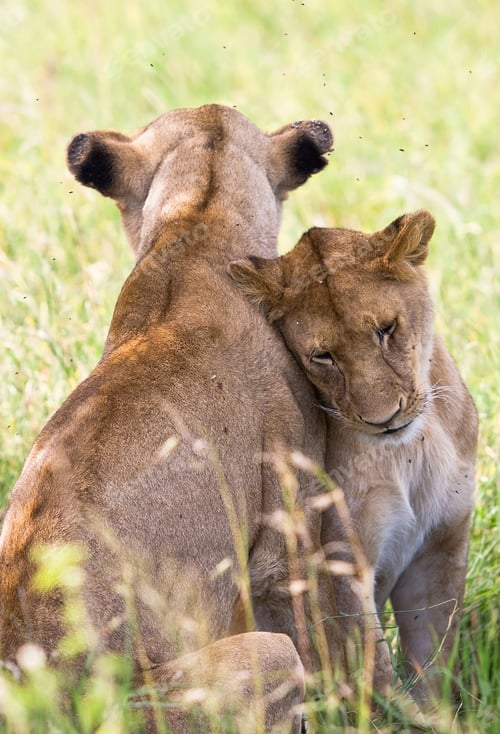 Aperçu: Lionesses In The Serengeti National Park, Tanzania