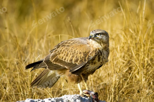Preview: Bird Of Prey. Buzzard And Its Hunt Least Weasel. Yellow Nature Habitat Background. Bird: Long