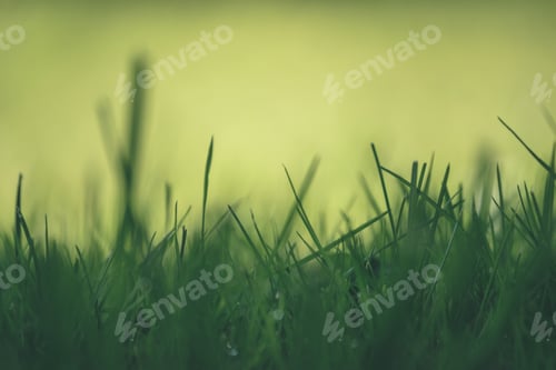 Preview: Abstract Lush Of Summer Flowers And Bents In Evening Sun In The Meadow Flower Textures With Blur
