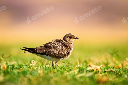 Preview: Cute Bird. Collared Pratincole / Glareola Pratincola