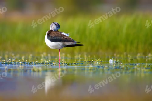 Preview: Cute Water Bird. Nature Background.