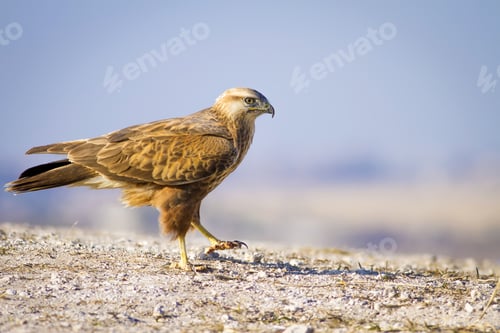 Preview: Wild Bird Hawk Blue Sky Background Long-Legged Buzzard / Buteo Rufinus