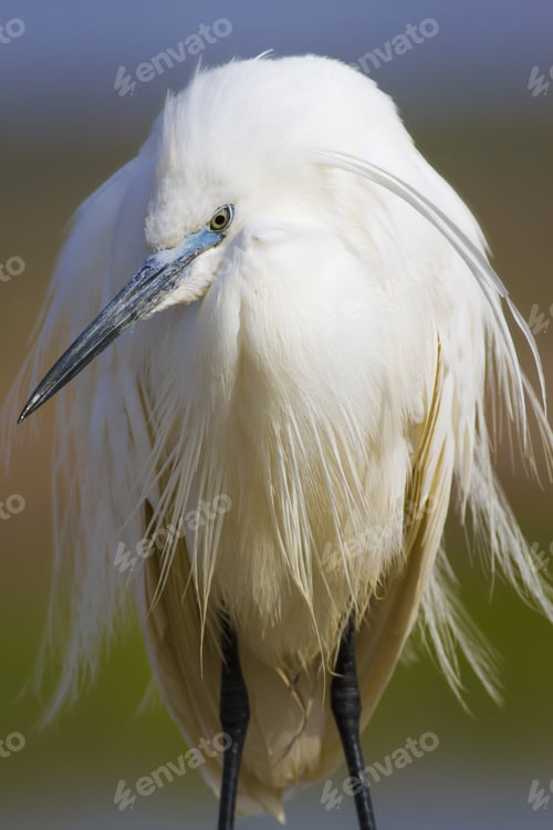 Preview: Beautiful White Heron. Colorful Nature Background. Heron Bird: Little Egret. Egretta Garzetta.