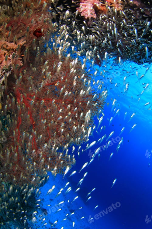 Preview: Coral Reef And Tropical Fish Underwater In Ocean