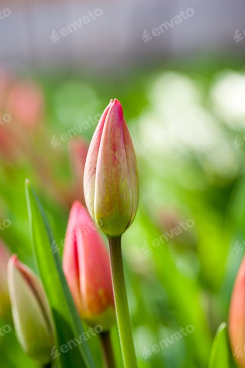 Preview: Group Of Red Tulips With Natural Background