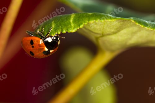 Vista previa: Cute Red Ladybird. Green Red Nature Background. Macro Photography.