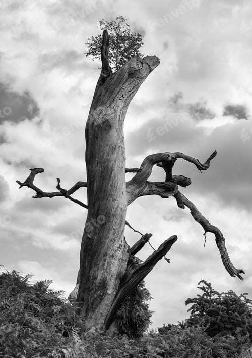 Preview: Solitary Tree