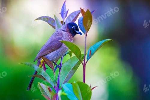Preview: White Spectacled Bulbul. Green Nature Background. Pycnonotus Xanthopygos