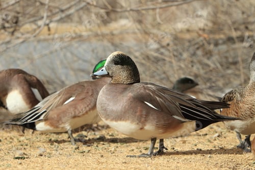 Preview: American Wigeon Socorro New Mexico