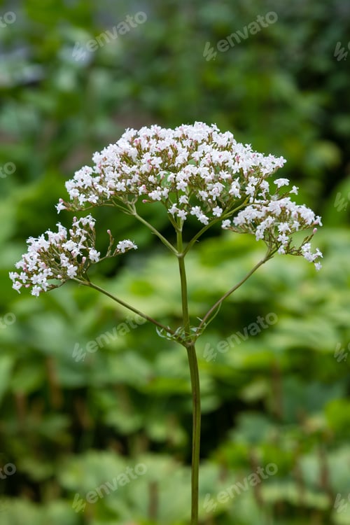 Preview: Valeriana Officinalis In Garden. Flowers Of Valeriana Officinalis. Cultivation Of Medicinal Plants