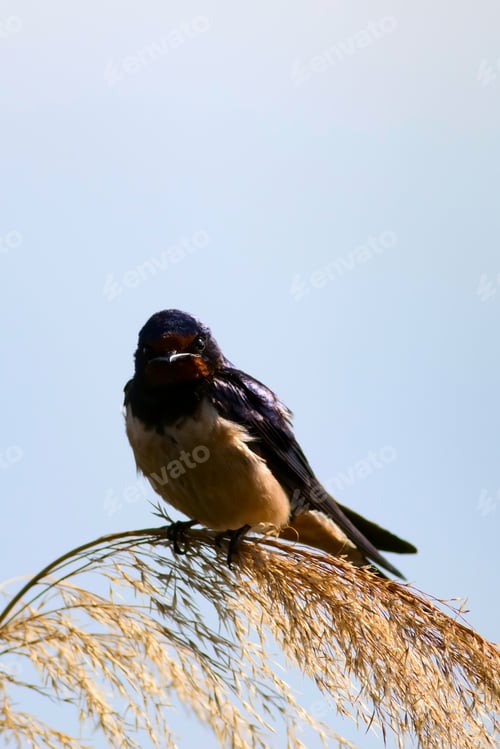 Preview: Cute Bird Barn Swallow. Hirundo Rustica. Blue Sky Background.