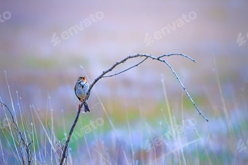 Preview: Cute Bird On Branch. Blue Nature Background.