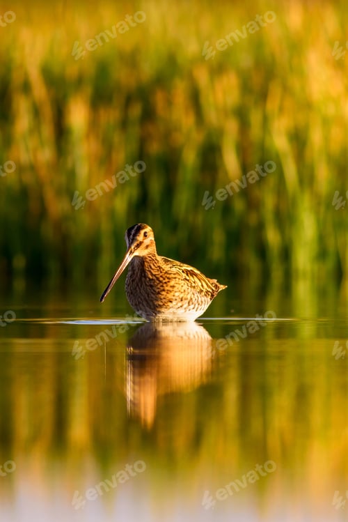 Preview: Wonderful Light And Bird Nature. Nature Background. Bird: Common Snipe. Gallinago Gallinago.