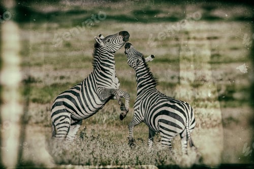 Preview: Vanishing Africa: Vintage Style Image Of Zebras In The Ngorongoro Crater, Tanzania
