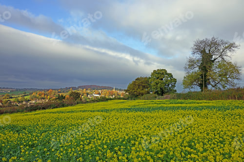 Preview: An Unusual Winter Flowering Of Oil Seed Rape Field In Late Autumn At Sunset Looking Towards The