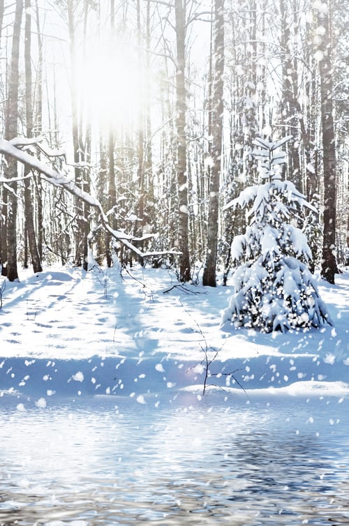 Preview: Winter Forest