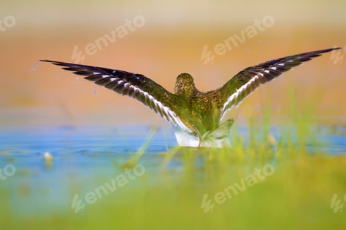 Preview: Cute Water Bird. Colorful Nature Background. Common Water Bird. Actitis Hypoleucos