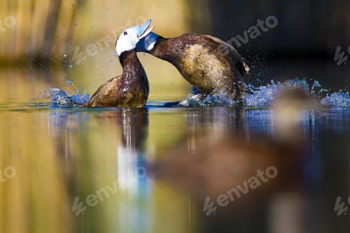 Preview: Fighting Ducks. Natural Lake Background. White Headed Duck. White Headed Duck. Oxyura Leucocephala.