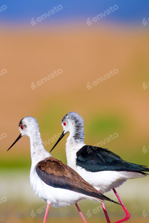 Preview: Cute Long Legged Birds. Bird Mating. Colorful Nature Background.