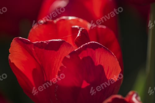 Preview: Beautiful Tulips With Details