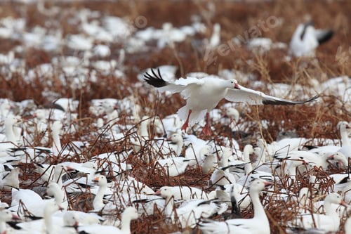 Preview: Snow Geese Bosque Del Apache, New Mexico Usa