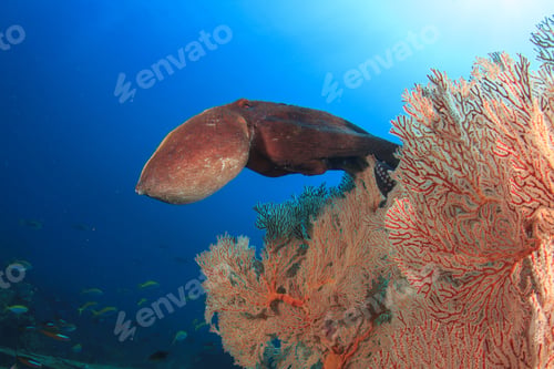 Preview: Reef Octopus