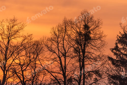 Preview: Tree In The Morning Light
