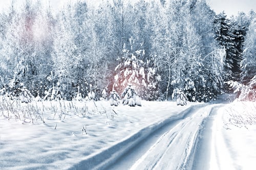 Preview: Winter Forest. Winter Landscape.