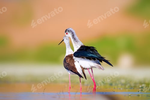Preview: Cute Long Legged Birds. Bird Mating. Colorful Nature Background.