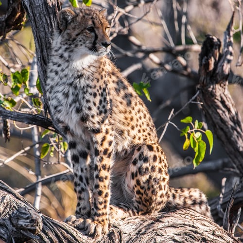 Preview: Cheetah (Acinonyx Jubatus Soemmeringii) In The Okavango-Delta In Botswana