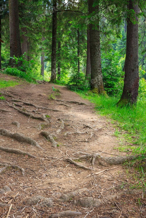 Preview: Narrow Trail With Roots In The Shade Of Pine Trees Of Green Forest