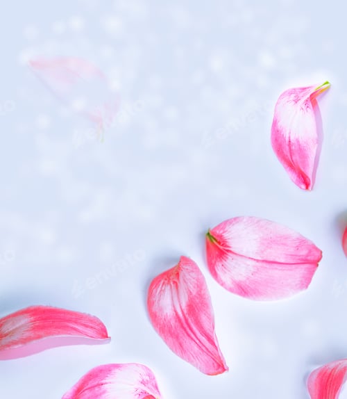Preview: Red Lily Petals Isolated On White Background.