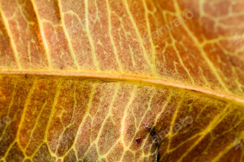 Preview: Codiaeum Leaves With Beautiful Vein And Details