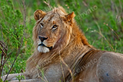 Preview: Male African Lion In The Maasai Mara, Kenya