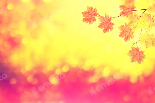 Preview: Autumn Landscape With Bright Colorful Leaves. Indian Summer. Foliage