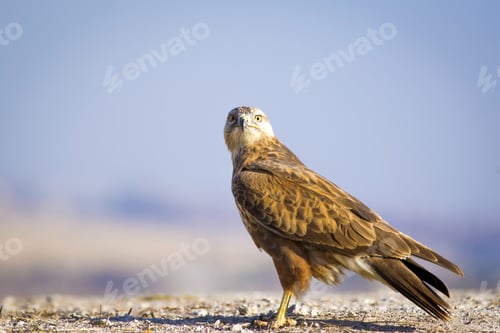 Preview: Wild Bird Hawk. Blue Sky Background Long-Legged Buzzard. Buteo Rufinus.