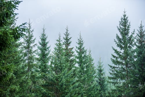 Preview: Green Foliage Details With Blur Background. Abstract Texture