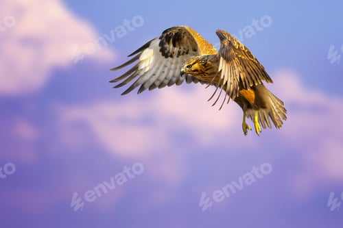 Preview: Bird Of Prey. Flying Buzzard. White Purple Clouds. Blue Sky Background.