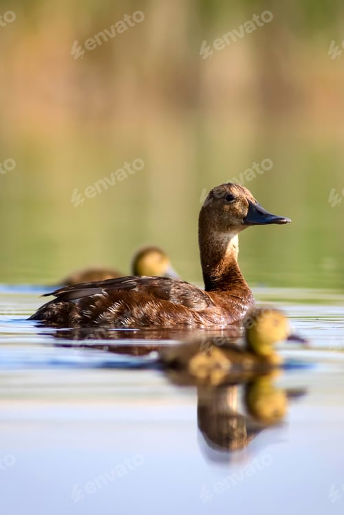 Preview: Cute Duck Family. Natural Background. Bird: Common Pochard. Aythya Ferina