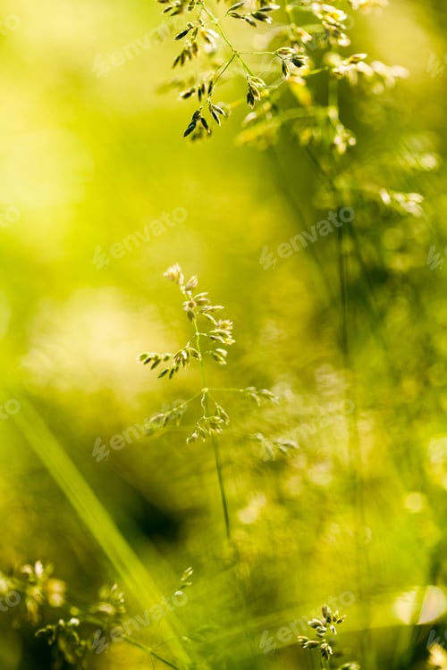 Preview: Green Plants Isolated On Natural Background With Beautiful Bokeh And Contour Light