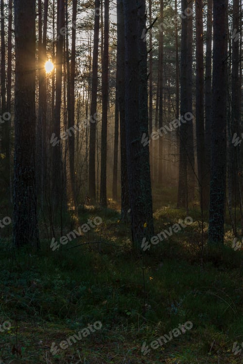 Preview: Natural Sun Light Rays Shining Through Tree Branches In Summer Morning With Rain Drops On Wet