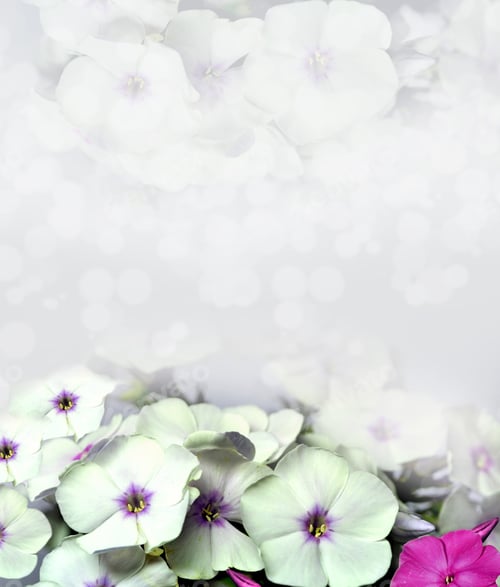 Preview: Phlox Flowers