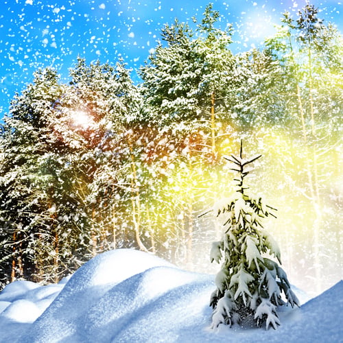 Preview: Winter. Snowfall.