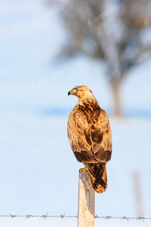 Preview: Wild Bird. Snow Nature Background.