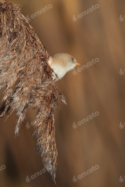 Preview: Bearded Reedling Or Bearded Tit (Panurus Biarmicus) Baden-Wuerttemberg, Germany
