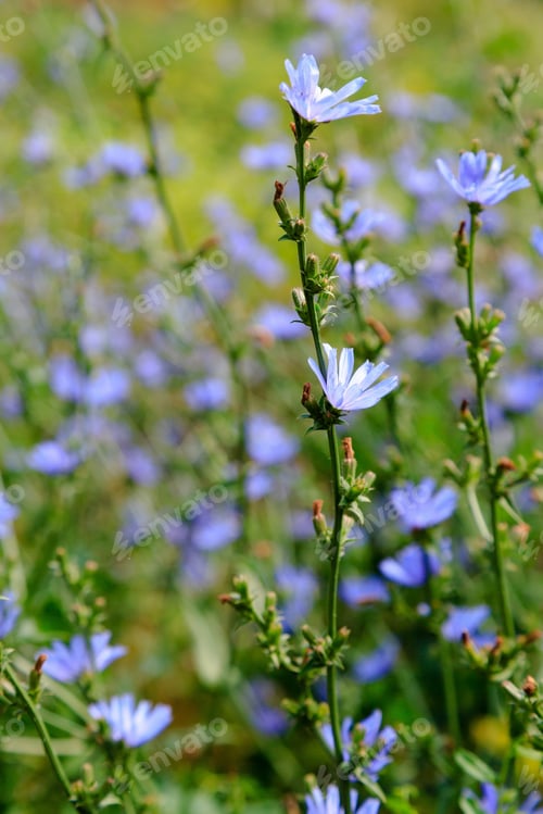 Preview: Common Chicory (Cichorium Intybus). Blue Flowers Of Chicory On A Natural Background. Perennial