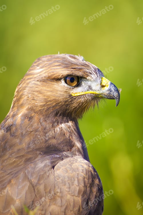 Preview: Hawk Portrait. Green Nature Background Long Legged Buzzard / Buteo Rufinus