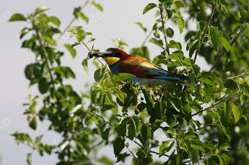 Preview: European Bee-Eater (Merops Apiaster) Germany (East)