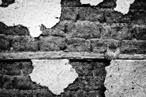 Vista previa: Old Wall And Cute Owl Little Owl / Athene Noctua Black White