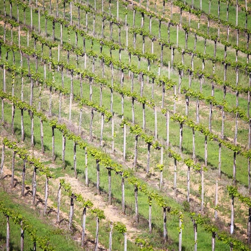 Preview: Vineyards In Tuscany - Rural Italy. Agricultural Area In The Province Of Siena.